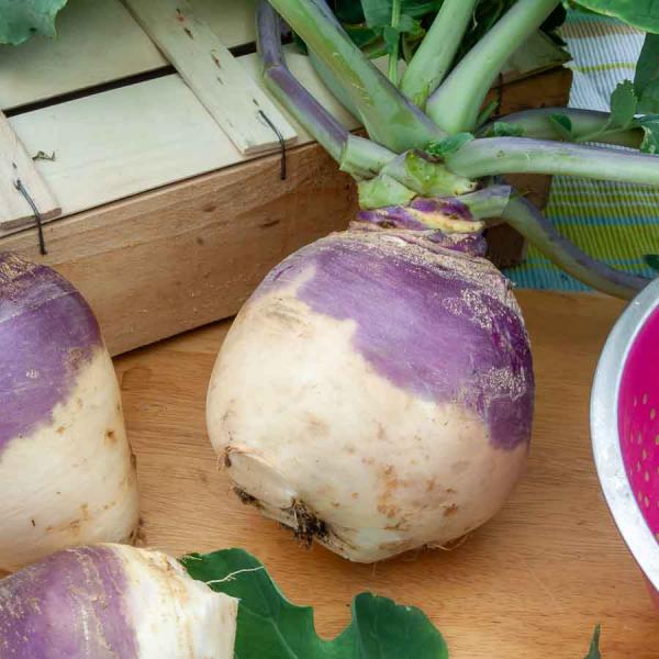 Potagères - Rutabaga Champion (à Collet Rouge) - Légumes d'Autrefois - face recto